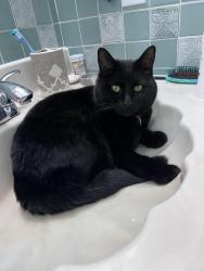 Lost Female Cat last seen Faith drive, Coopersburg , Coopersburg, PA 18036