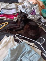 Lost Male Cat last seen Railroad , McKinleyville, CA 95519