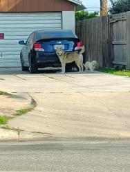 Found/Stray Female Dog last seen Camino Sierra and Niles, Bakersfield, CA 93306