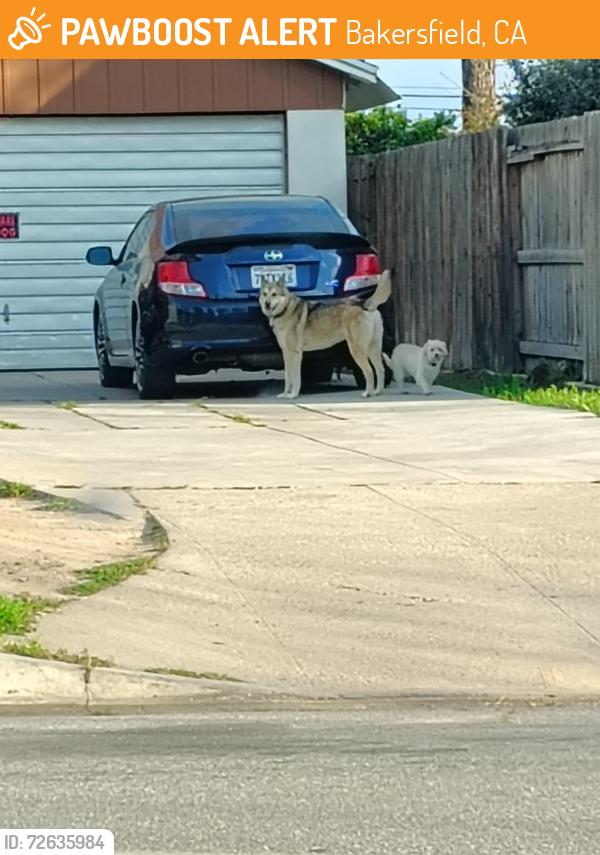 Found/Stray Female Dog last seen Camino Sierra and Niles, Bakersfield, CA 93306