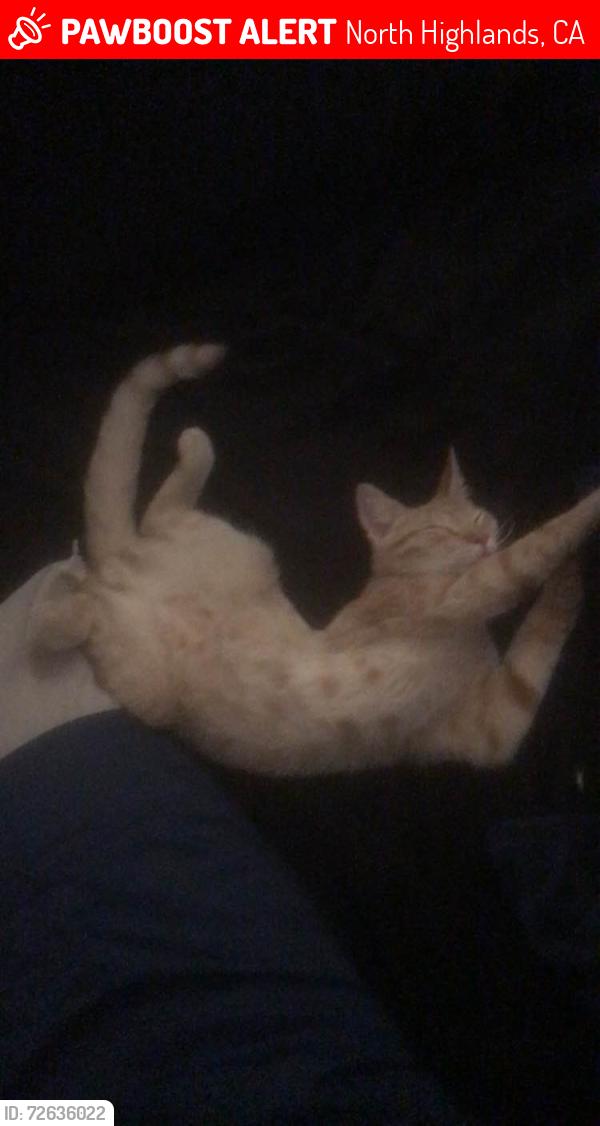 Lost Male Cat last seen hse, North Highlands, CA 95660