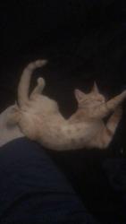 Lost Male Cat last seen hse, North Highlands, CA 95660