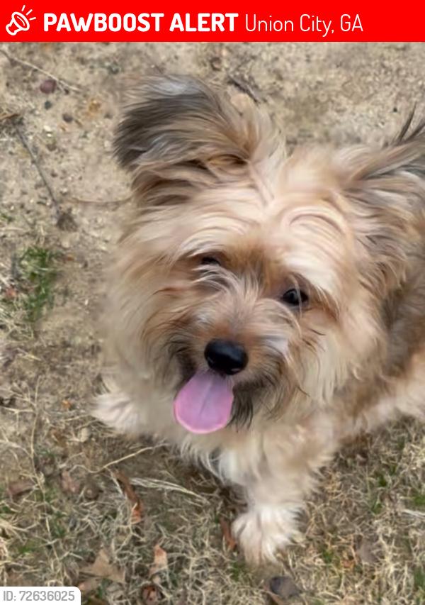 Lost Male Dog last seen Red Hawk Run and Tifton Way, Union City, GA 30291