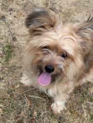 Lost Male Dog last seen Red Hawk Run and Tifton Way, Union City, GA 30291