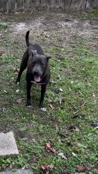 Found/Stray Male Dog last seen Independence heights , Houston, TX 77022