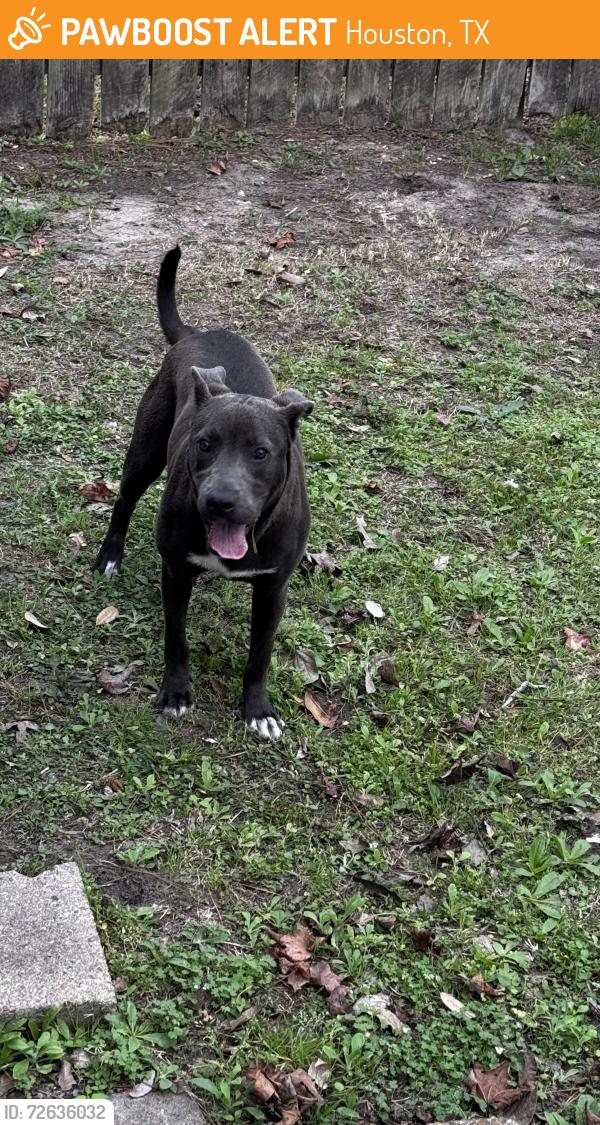 Found/Stray Male Dog last seen Independence heights , Houston, TX 77022
