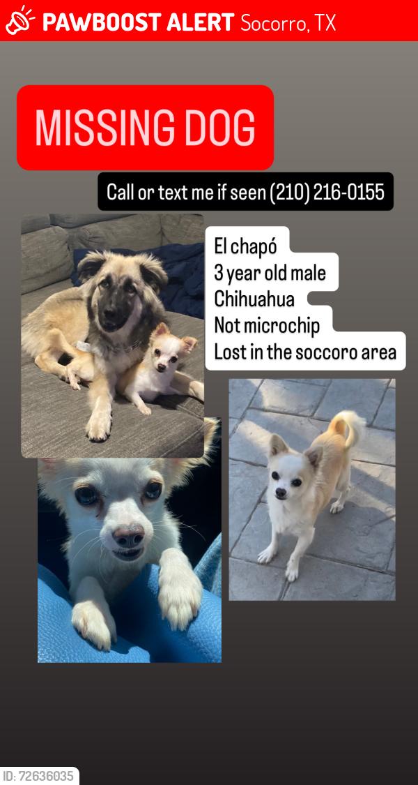 Lost Male Dog last seen Near Horizon Blvd S Socorro, TX  79927, Socorro, TX 79927