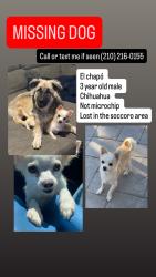 Lost Male Dog last seen Near Horizon Blvd S Socorro, TX  79927, Socorro, TX 79927