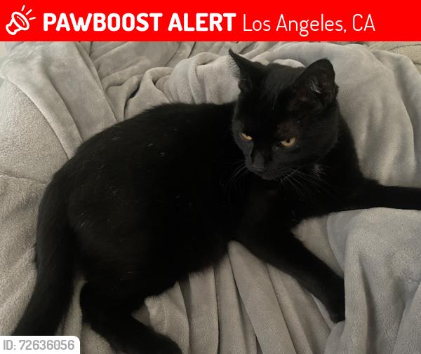 Lost Male Cat last seen western ave, Los Angeles, CA 90732