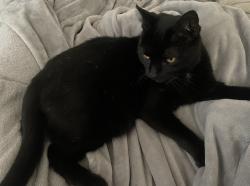 Lost Male Cat last seen western ave, Los Angeles, CA 90732