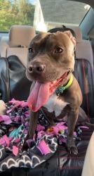 Lost Female Dog last seen Chester,pa, Garnet Valley, PA 19060