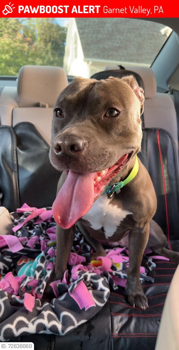 Lost Female Dog last seen Chester,pa, Garnet Valley, PA 19060