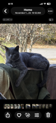Lost Male Cat last seen Union Hall, Clarksville, TN 37040