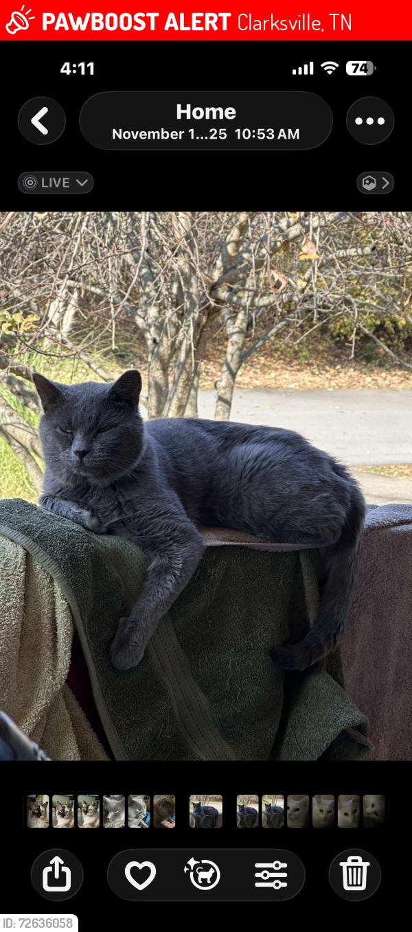 Lost Male Cat last seen Union Hall, Clarksville, TN 37040