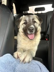Found/Stray Female Dog last seen N Lincoln Ave and ens, Chicago, IL 60614