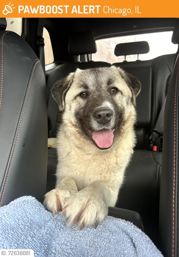 Found/Stray Female Dog last seen N Lincoln Ave and ens, Chicago, IL 60614