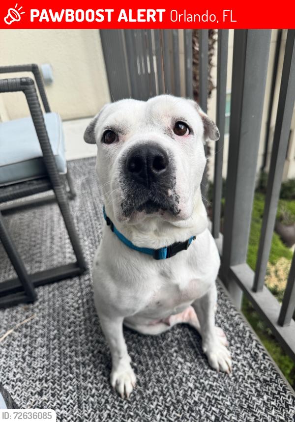 Lost Female Dog last seen Turbine Drive, Orlando, FL 32817