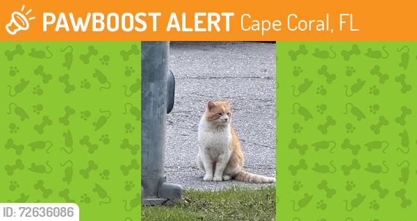Found/Stray Unknown Cat last seen Near NE 9th ct., Cape Coral Florida, Cape Coral, FL 33909