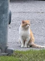 Found/Stray Unknown Cat last seen Near NE 9th ct., Cape Coral Florida, Cape Coral, FL 33909