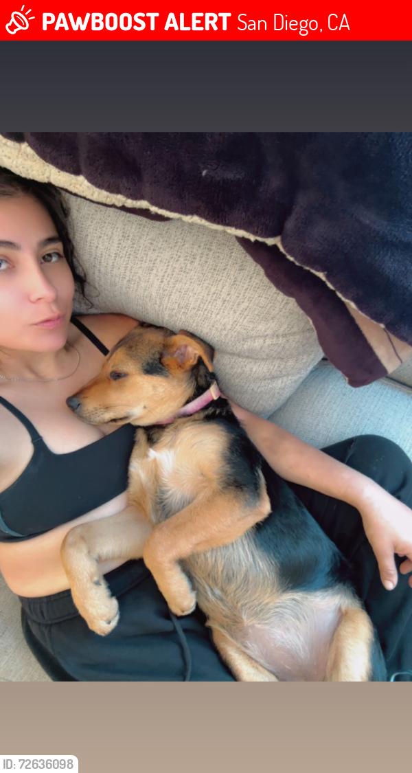 Lost Female Dog last seen By fire department , San Diego, CA 92173
