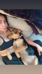 Lost Female Dog last seen By fire department , San Diego, CA 92173