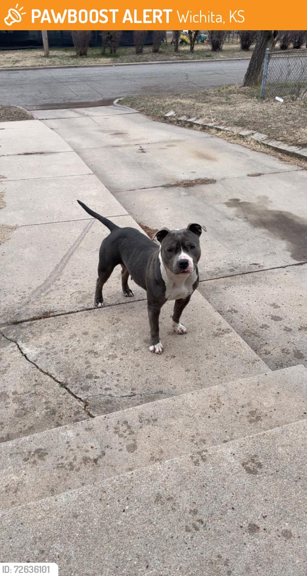 Found/Stray Female Dog last seen 16th and Estelle, Wichita, KS 67214