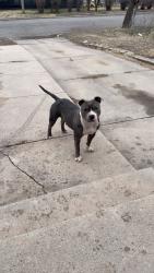 Found/Stray Female Dog last seen 16th and Estelle, Wichita, KS 67214