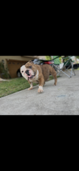 Lost Female Dog last seen temperance and Hamilton /butler , Fresno, CA 93727