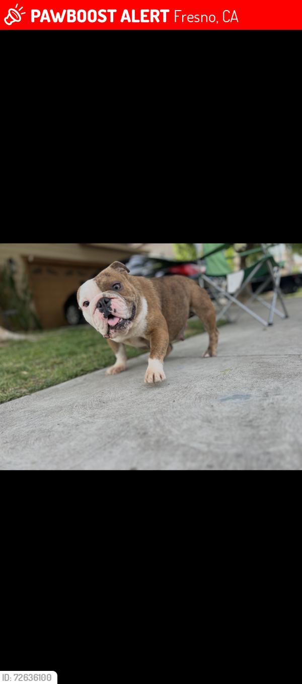Lost Female Dog last seen temperance and Hamilton /butler , Fresno, CA 93727