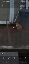 Found/Stray Unknown Cat last seen Brendenridge Ln, Richmond, VA 23238