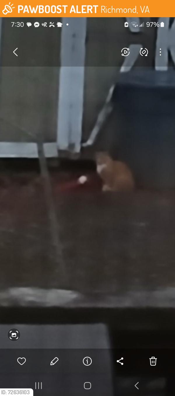 Found/Stray Unknown Cat last seen Brendenridge Ln, Richmond, VA 23238