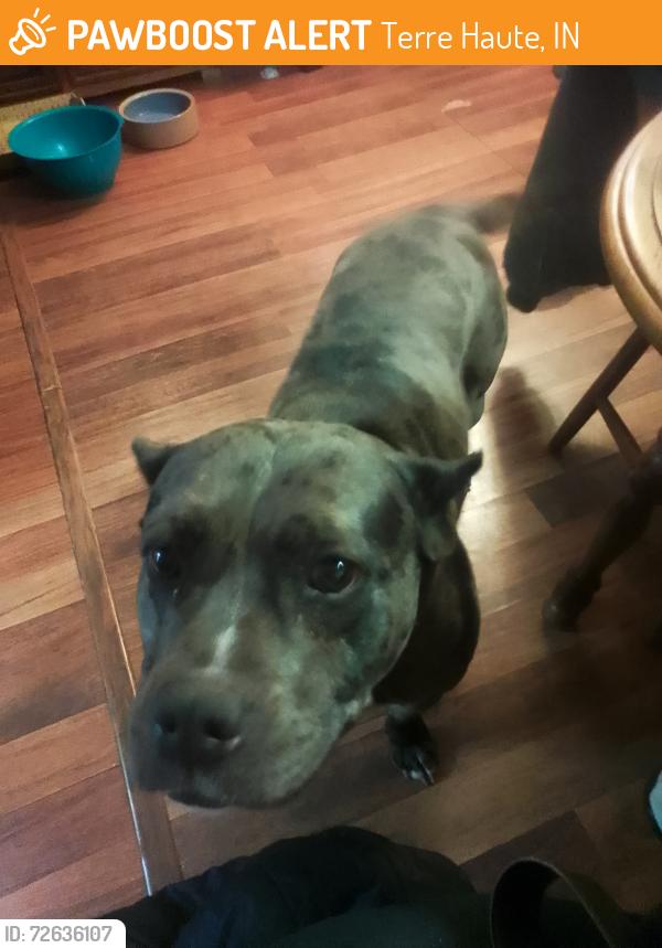 Found/Stray Female Dog last seen Springhill, Terre Haute, IN 47802