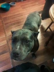 Found/Stray Female Dog last seen Springhill, Terre Haute, IN 47802