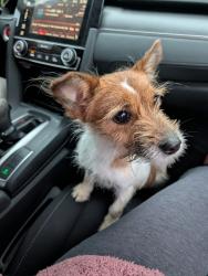 Found/Stray Female Dog last seen Swedish American Historical Museum , Philadelphia, PA 19145