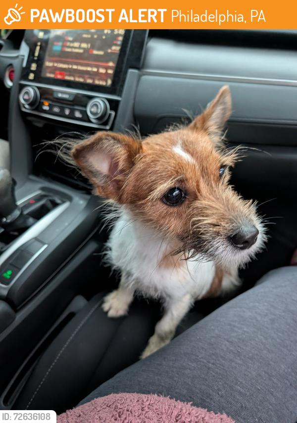 Found/Stray Female Dog last seen Swedish American Historical Museum , Philadelphia, PA 19145