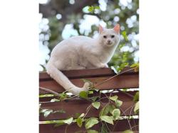 Lost Female Cat last seen North Van Ness Blvd / Simpson, Fresno, CA 93704