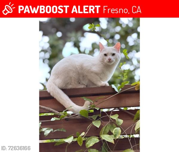 Lost Female Cat last seen North Van Ness Blvd / Simpson, Fresno, CA 93704