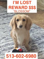 Lost Female Dog last seen Main Street and tri county rd, Seaman, OH 45679