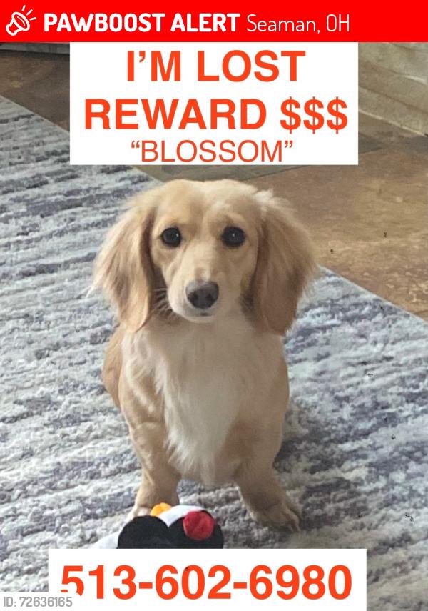Lost Female Dog last seen Main Street and tri county rd, Seaman, OH 45679