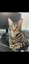 Lost Male Cat last seen Bowfin rd- Vines Creek neighborhood, Greer, SC 29651