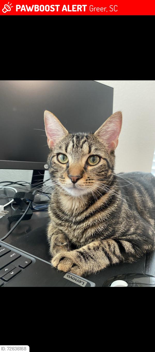 Lost Male Cat last seen Bowfin rd- Vines Creek neighborhood, Greer, SC 29651