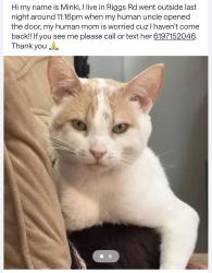Lost Male Cat last seen Sycuan, Dehesa Riggs Rd, El Cajon, CA 92019