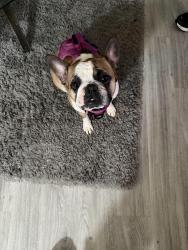 Lost Female Dog last seen Broad street, untreiner ave, Pensacola, FL 32534
