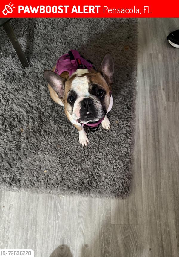 Lost Female Dog last seen Broad street, untreiner ave, Pensacola, FL 32534