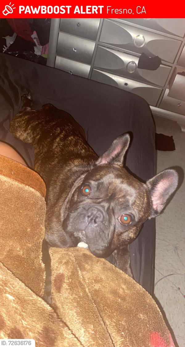 Lost Female Dog last seen Cesar Chavez & church, Fresno, CA 93706