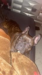 Lost Female Dog last seen Cesar Chavez & church, Fresno, CA 93706