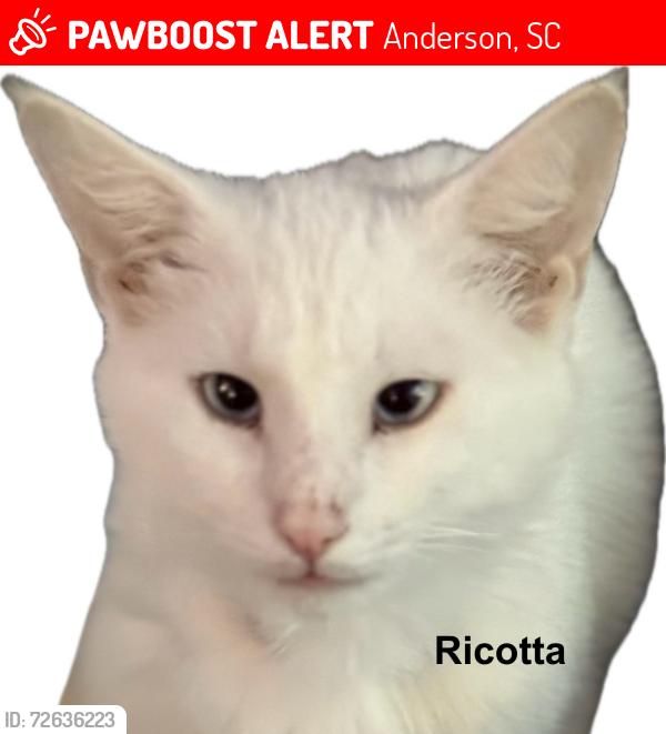 Lost Male Cat last seen Little Creek, Millgate Rd, is , Anderson, SC 29621