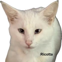 Lost Male Cat last seen Little Creek, Millgate Rd, is , Anderson, SC 29621
