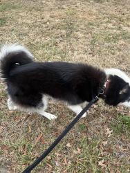 Found/Stray Unknown Dog last seen Near Taylor st , Brentwood, MD 20722