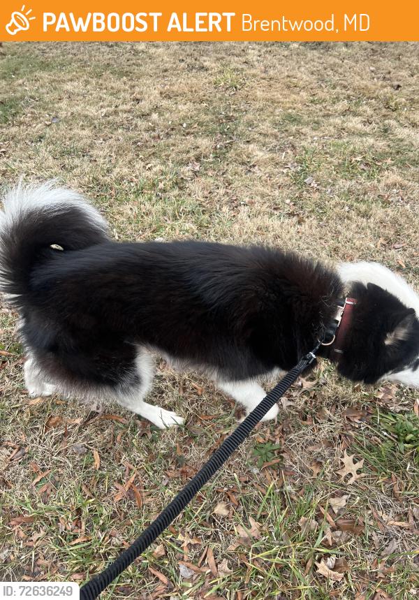 Found/Stray Unknown Dog last seen Near Taylor st , Brentwood, MD 20722